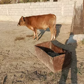 öküz