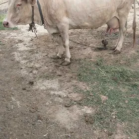 göleli sygyr