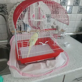 ПОПУГАЙ   ПОПУГАЙ  🦜🦜🦜