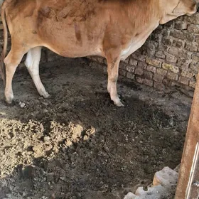 Gulajyn Gole