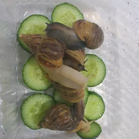 balykgulak