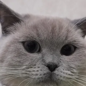 Кот на вязку
