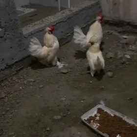 Yaponçik