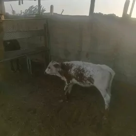 göle