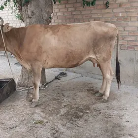 şwes gysyr sygyr
