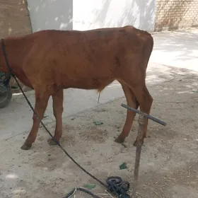 okuzçe