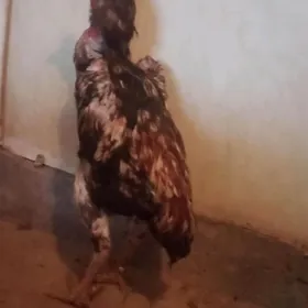 horaz taskent