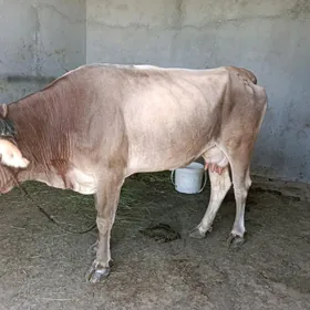 goleli sygyr