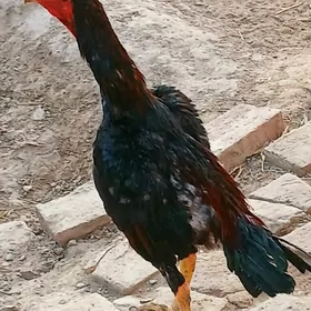Baýsow horaz
