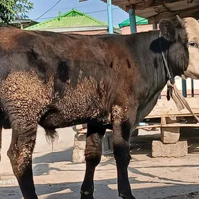 Öküz
