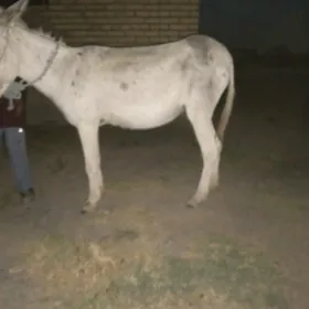 eşek