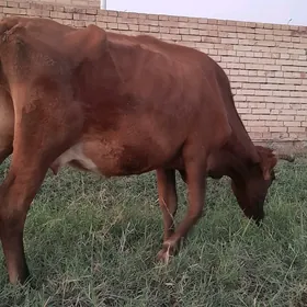 gysyr sygyr