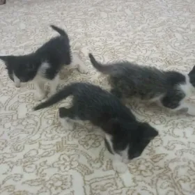 Pişik çagasy