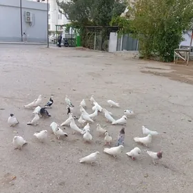 kepderi