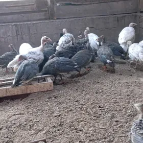 İnduk kakilik jujeler