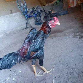 horaz