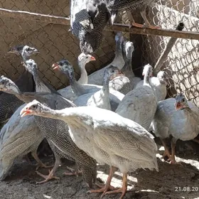 kakilik