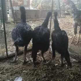 baysow jujeler