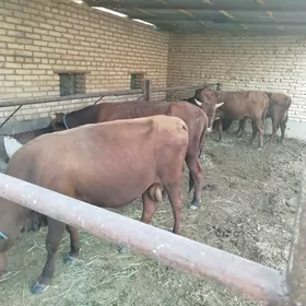 meydan okuzler
