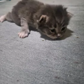 ВИСЛОУШКИ КОТЯТА