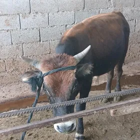 Òkuz gole