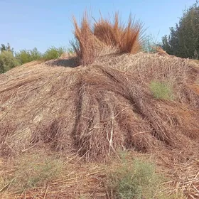 Gamyş