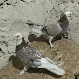 kepderi