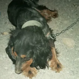 Spaniel Спаниель