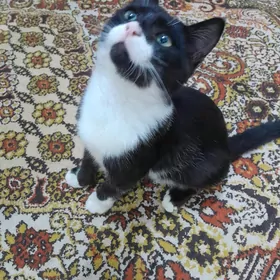pişik