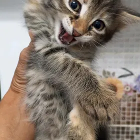 Котята
