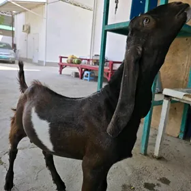 pakis teke 3 aý