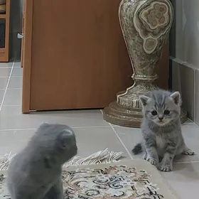 вислоухие котята