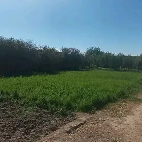satlyk