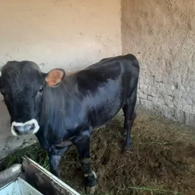 öküz
