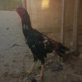 horaz