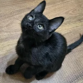 Котёнок мальчик