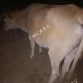 Gysyr sygyr