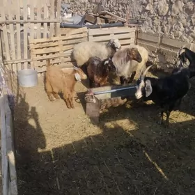 goýun geçi tokly cebiş