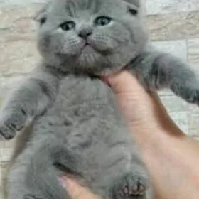 Шотландский Котята