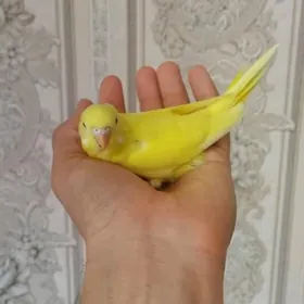 popugay gus