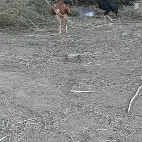 taskent