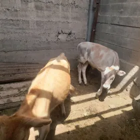 ókùzçeler