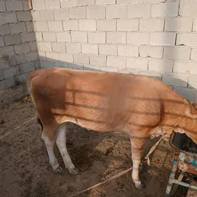 Tüwe Göle