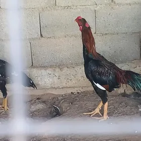 Taşkent horaz