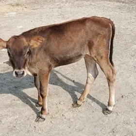 Tüwe