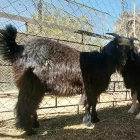 çewis