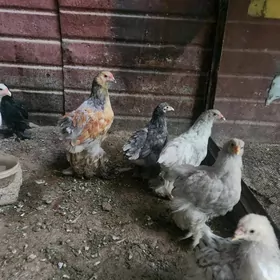 brama