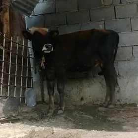 Ökuz