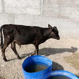 öküzçe