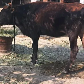 Gysyr sygyr 1 guzlan